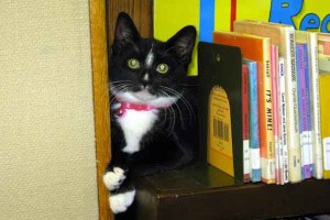 A Quick Guide to Library Cats | OEDB.org